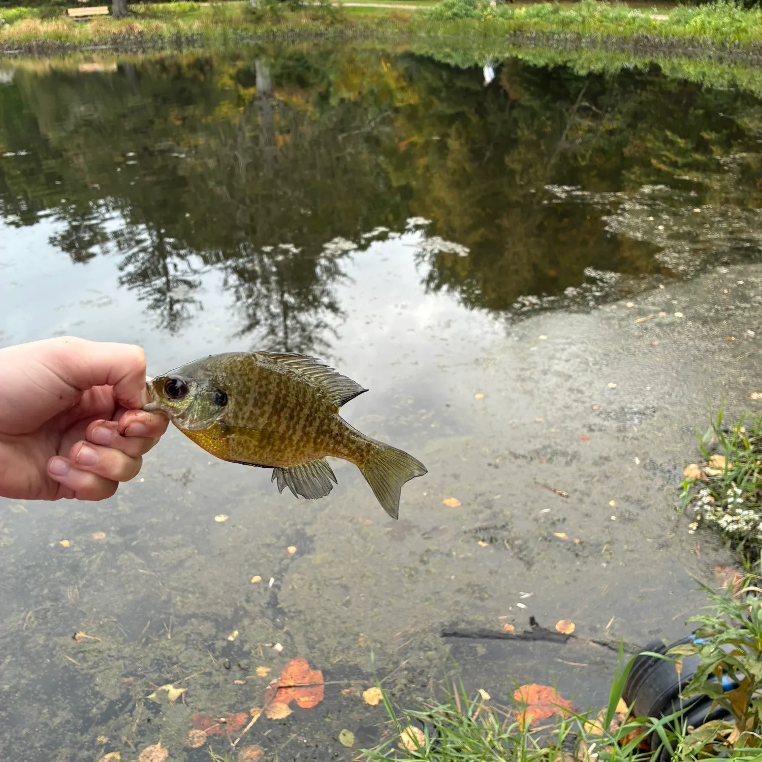 Bluegill caught on Fishbrain