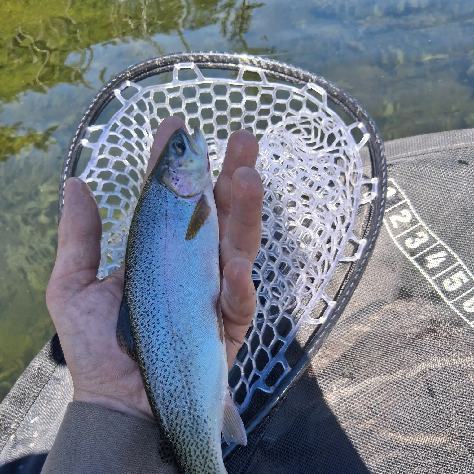 Cutthroat trout caught on Fishbrain