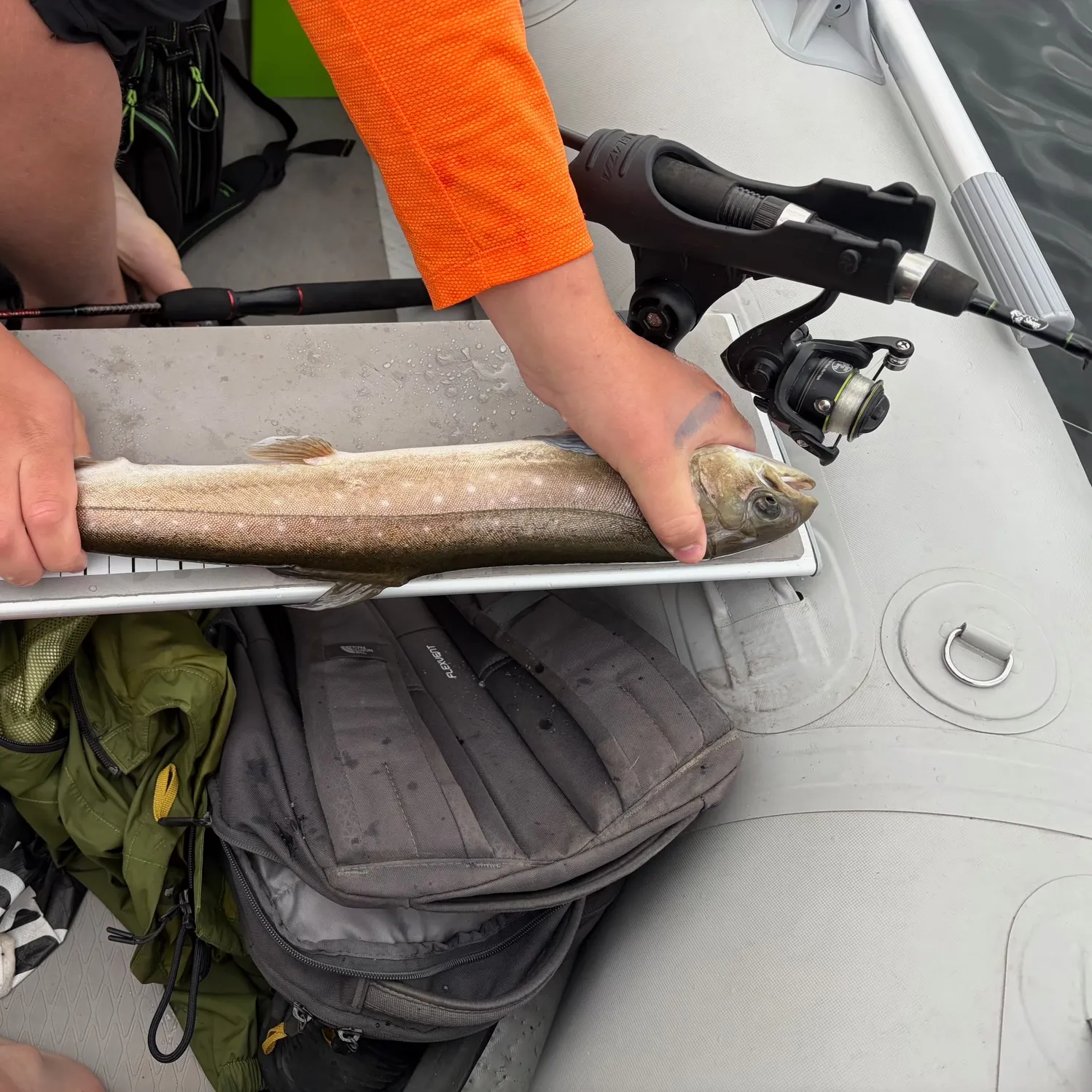 Arctic char caught on Fishbrain