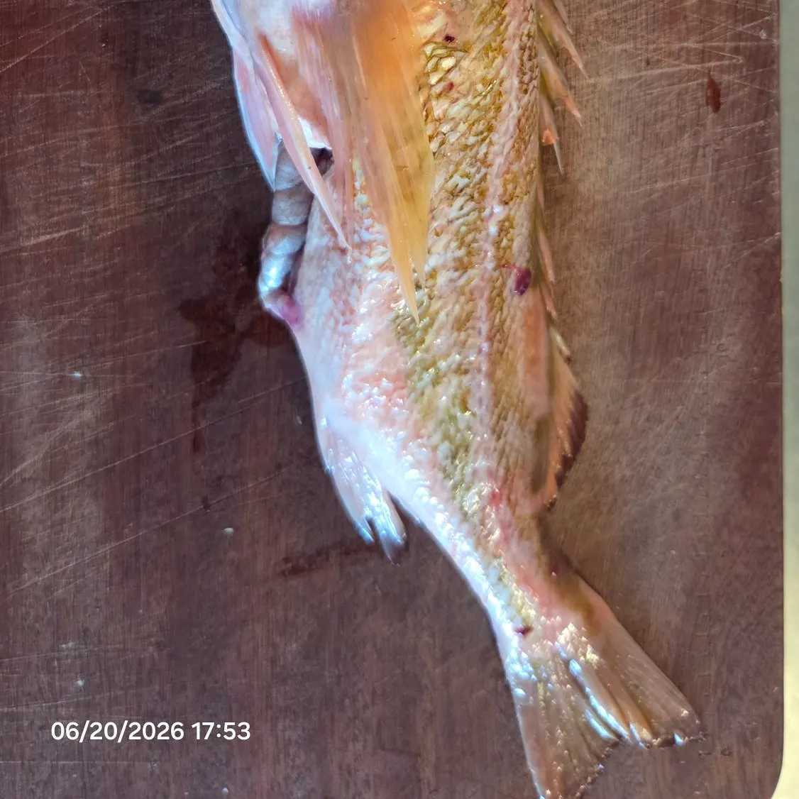 recently logged catches
