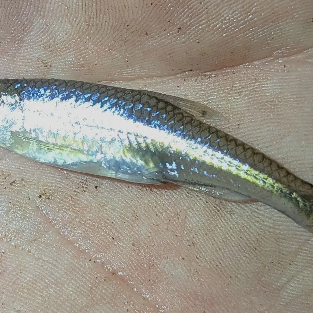 The most recent Spottail shiner catches on Fishbrain