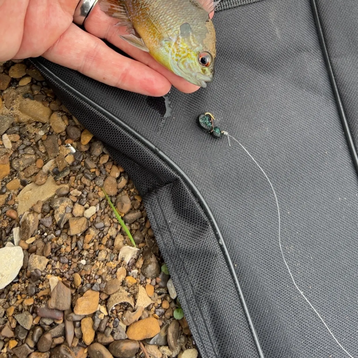 The most recent Longear sunfish catches on Fishbrain