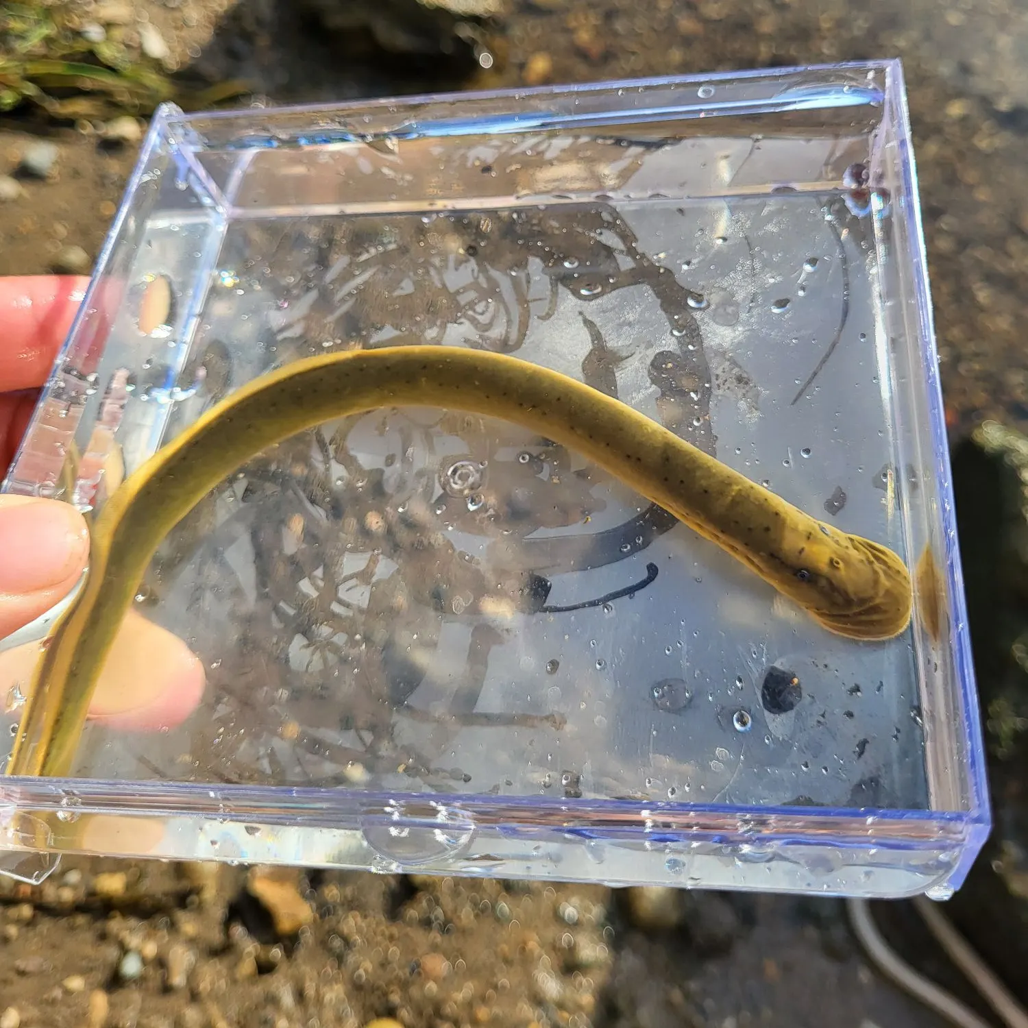 The most recent Chestnut lamprey catches on Fishbrain
