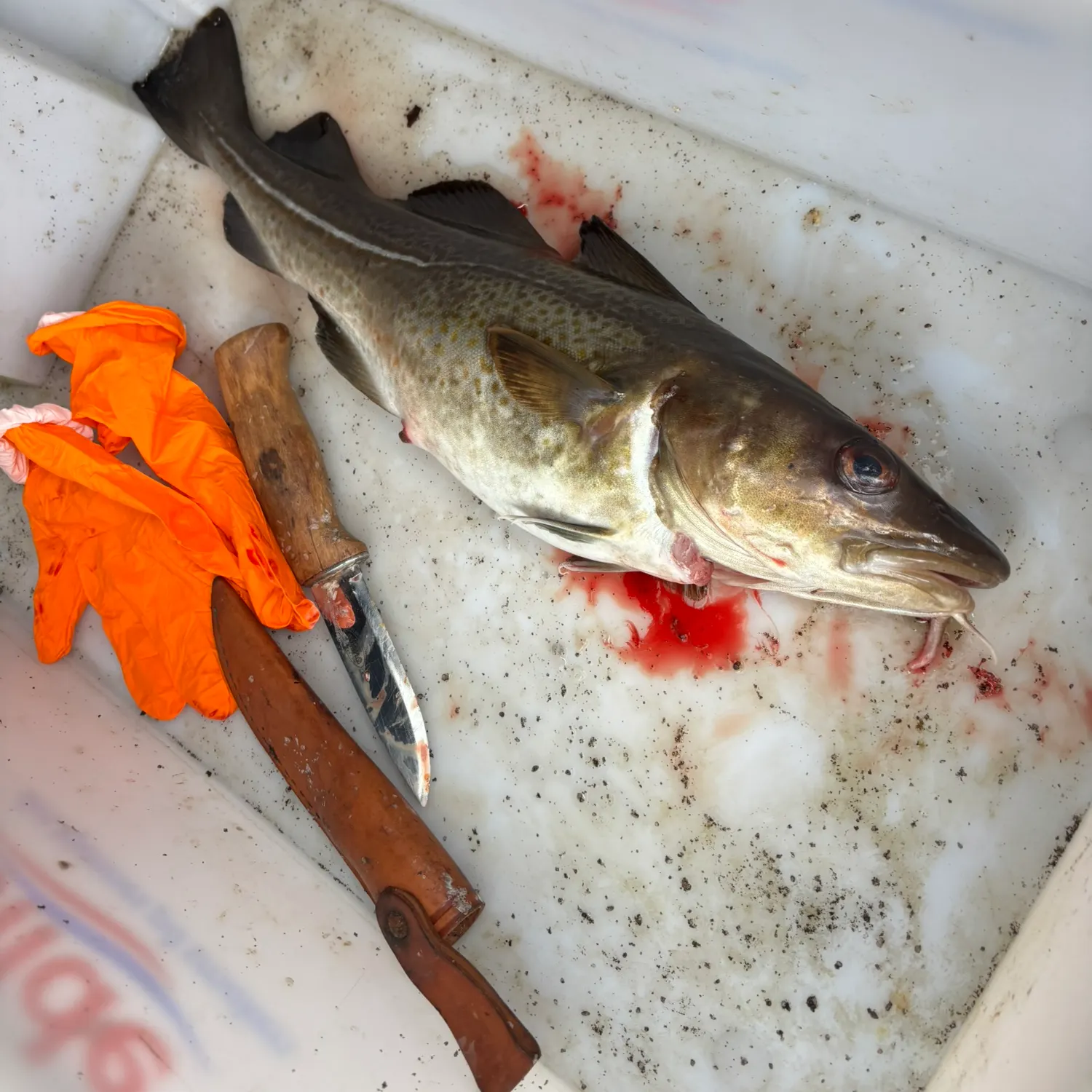 The most recent Atlantic cod catches on Fishbrain
