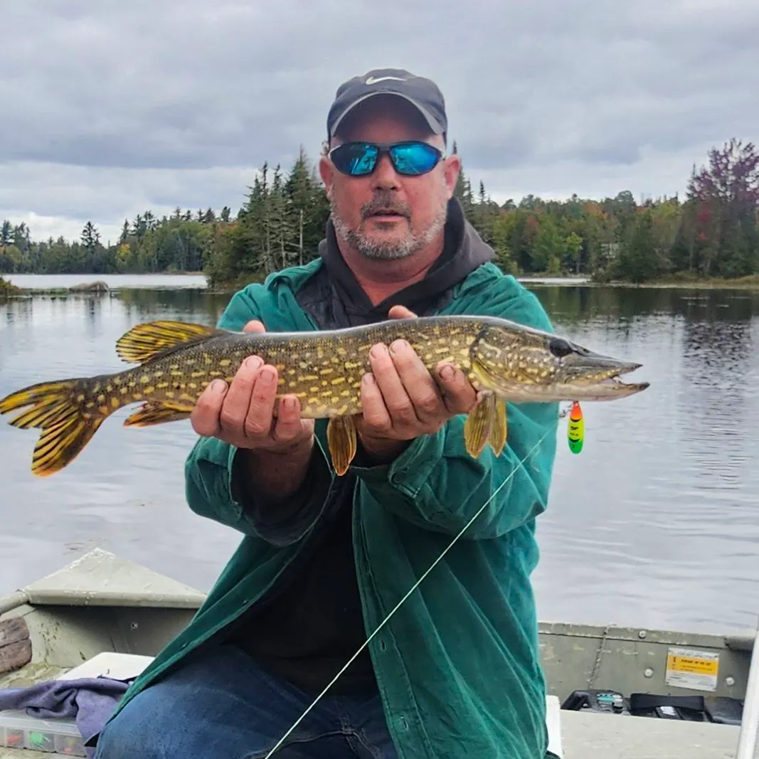 Northern pike caught on Fishbrain