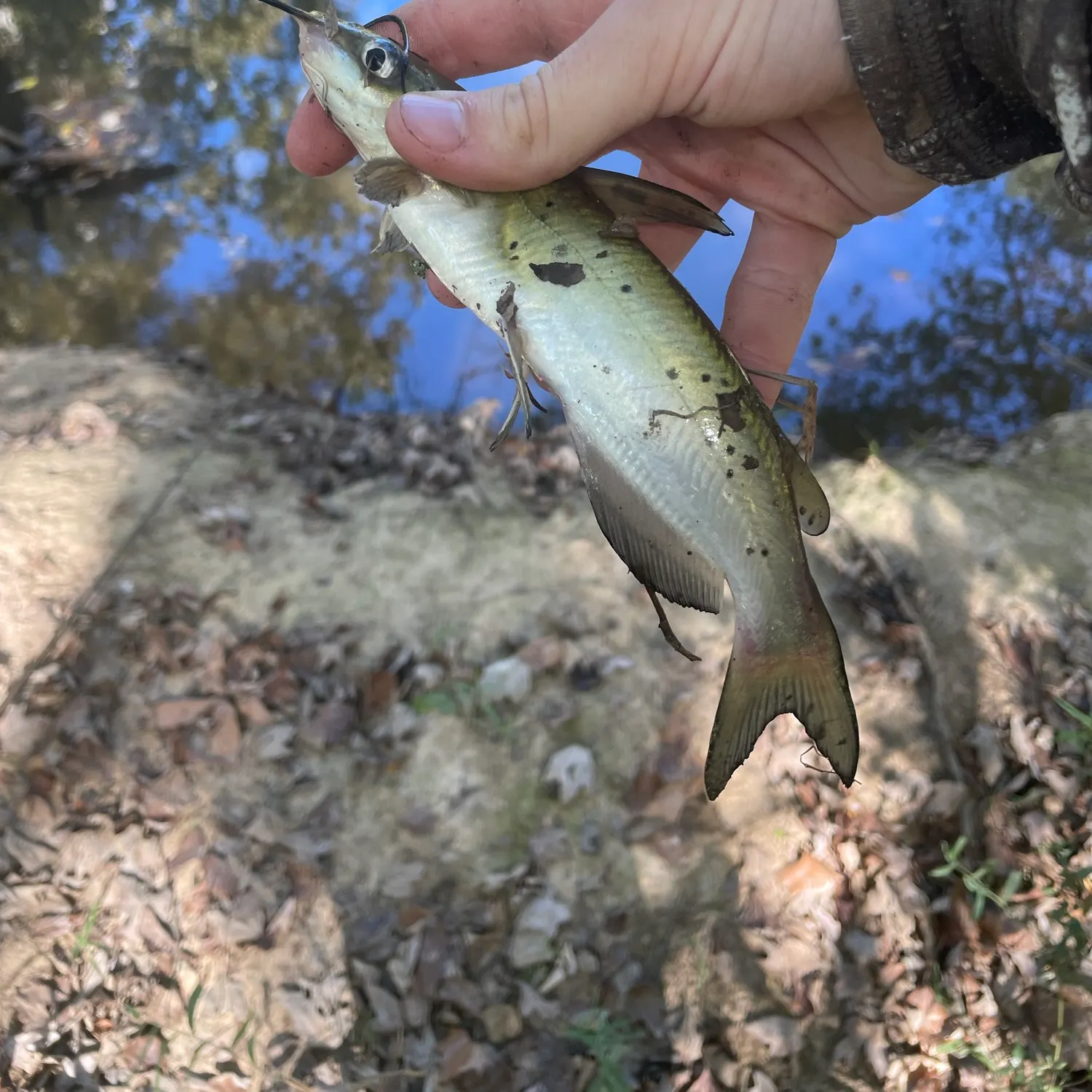 Channel catfish caught on Fishbrain