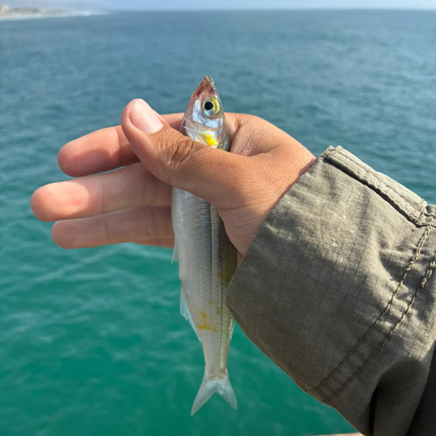 The most recent Surf smelt catches on Fishbrain