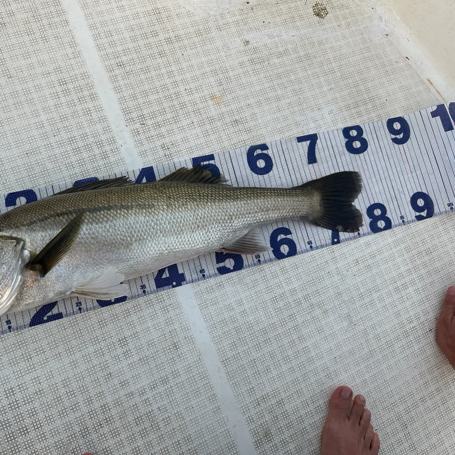 The most recent Japanese seabass catches on Fishbrain
