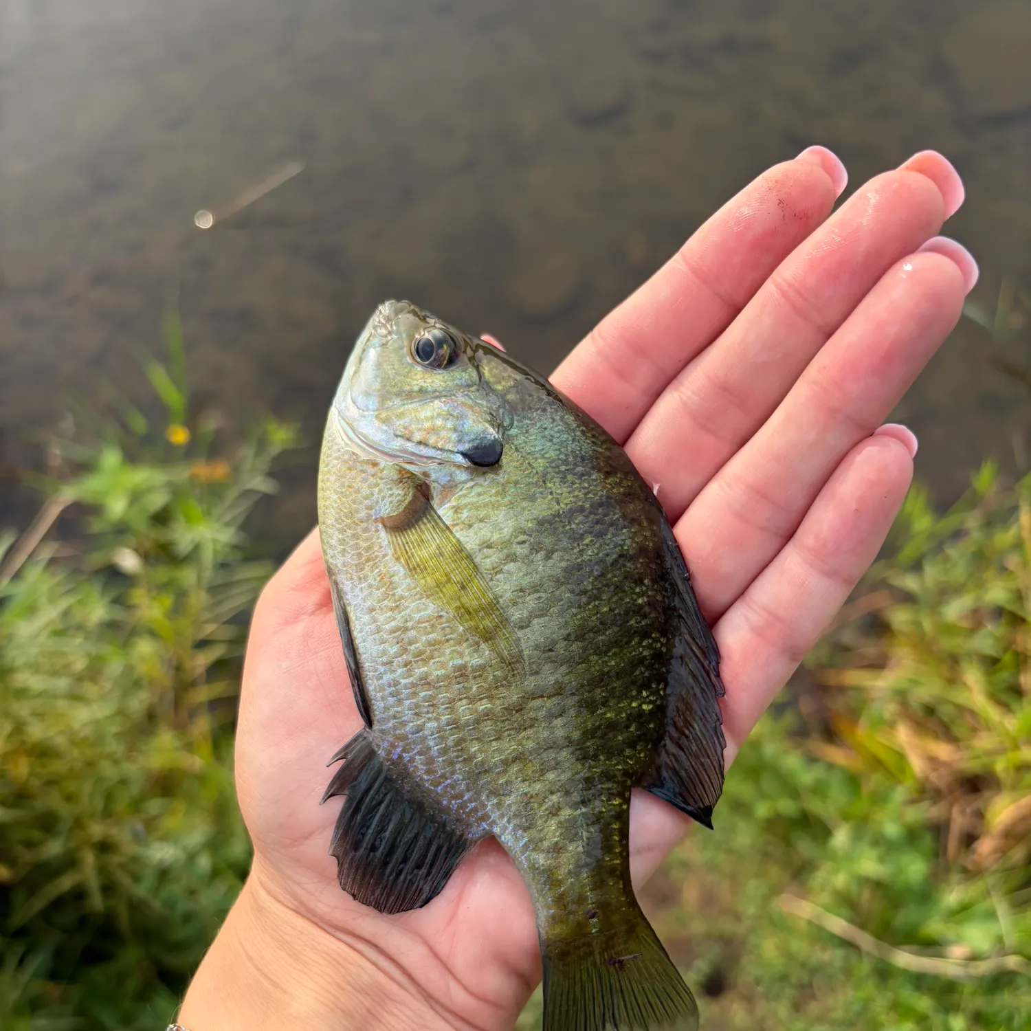Bluegill caught on Fishbrain