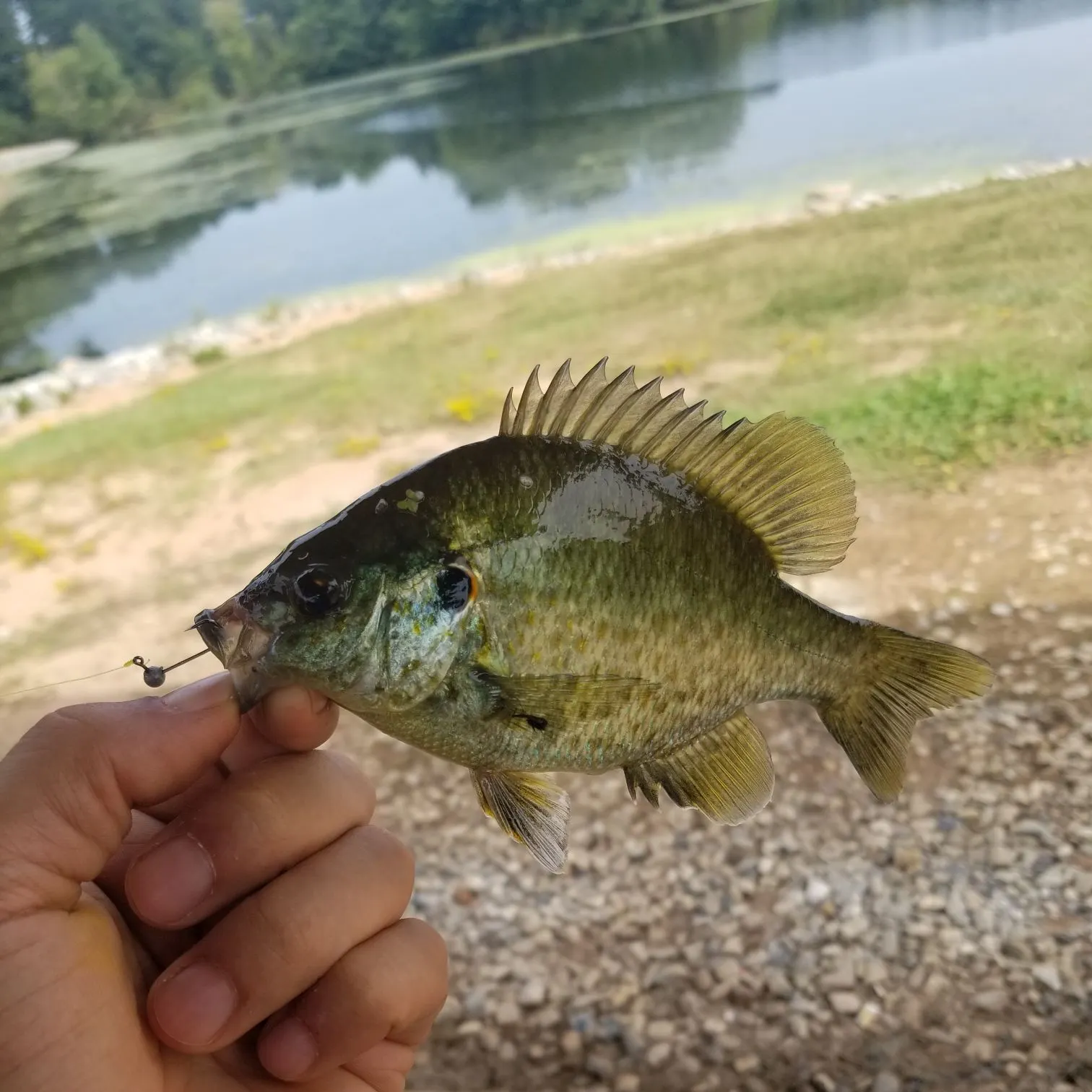 Redear sunfish caught on Fishbrain
