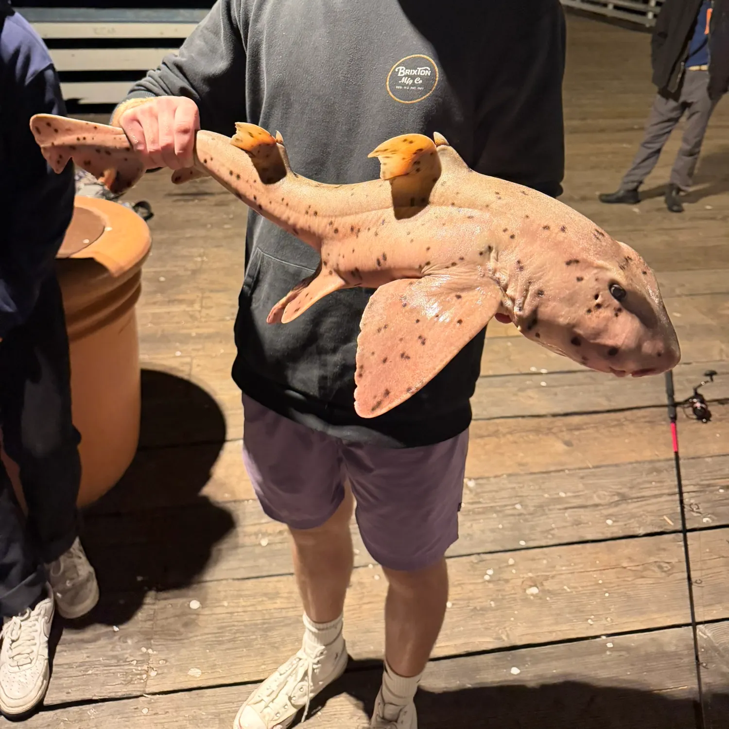 The most recent Horn shark catches on Fishbrain