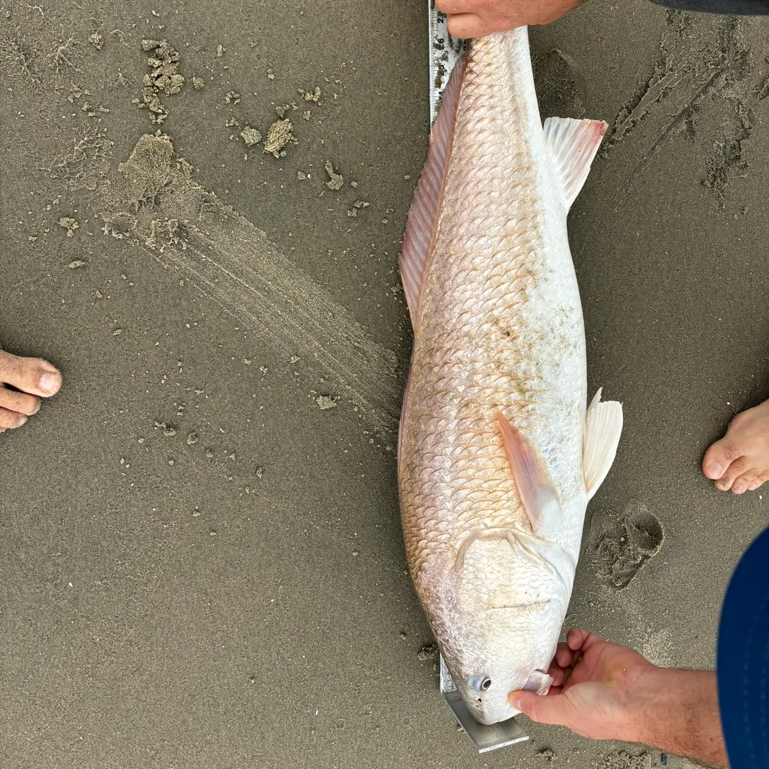 Fish caught on Fishbrain