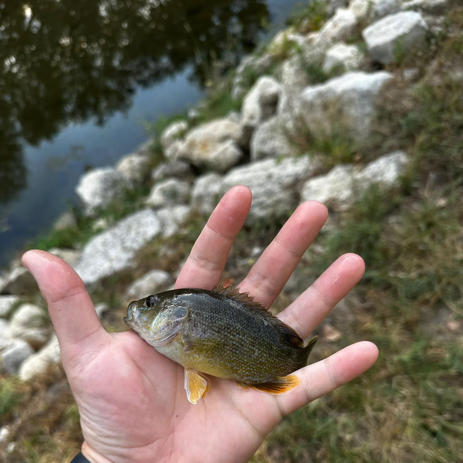 Green sunfish caught on Fishbrain