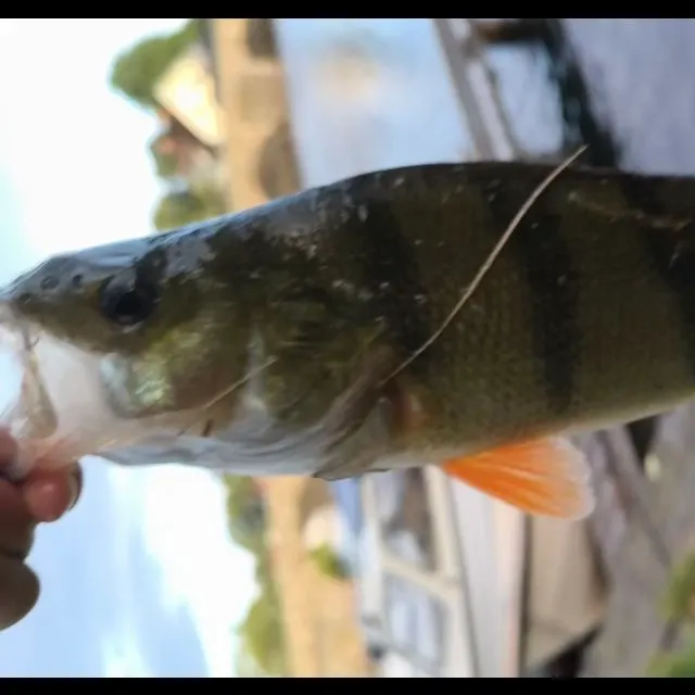 European perch caught on Fishbrain