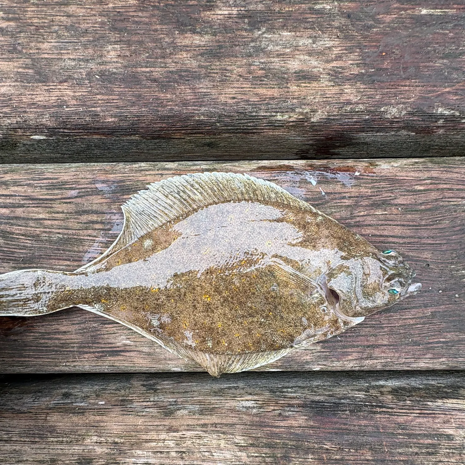 The most recent European flounder catches on Fishbrain