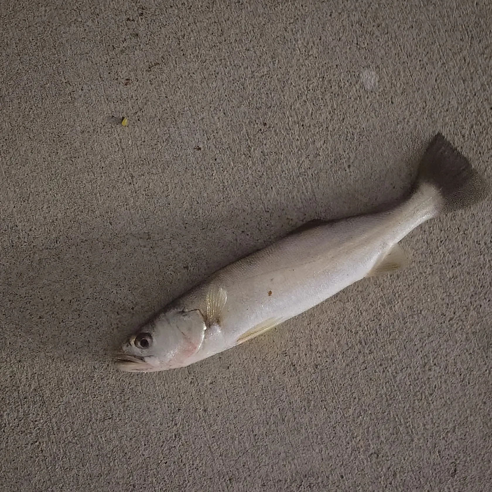 The most recent Gulf weakfish catches on Fishbrain