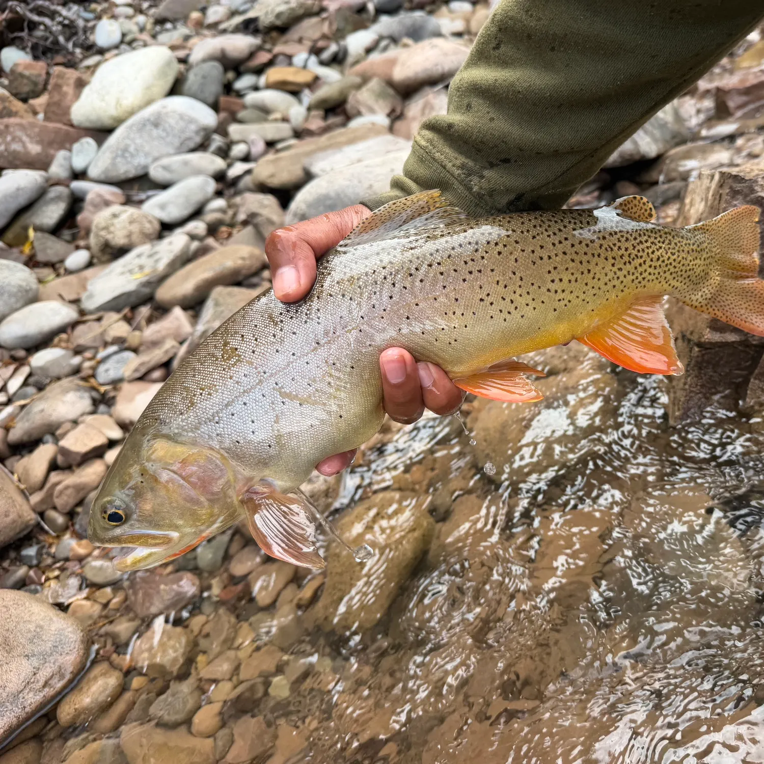 Cutthroat trout caught on Fishbrain