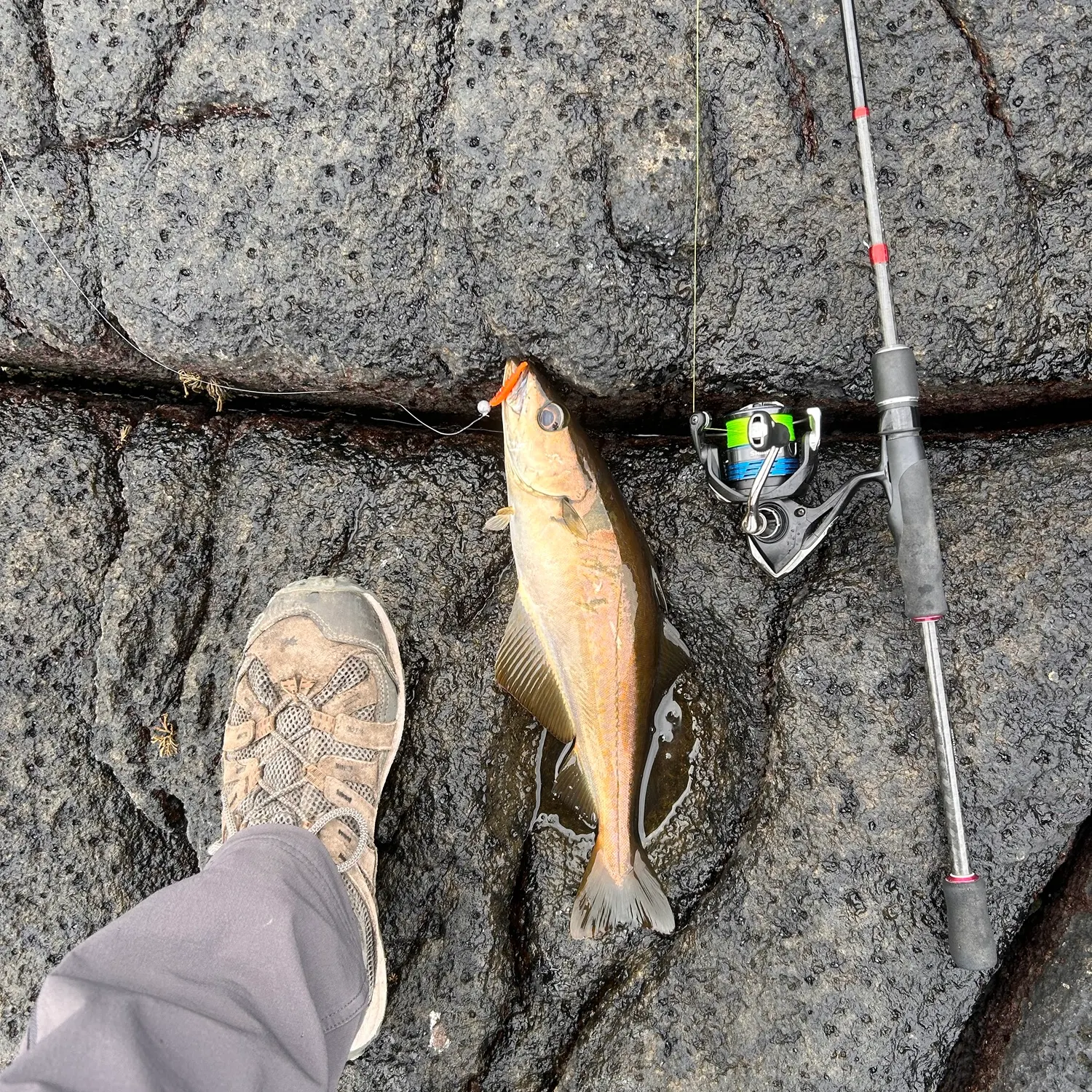 The most recent Pollack catches on Fishbrain