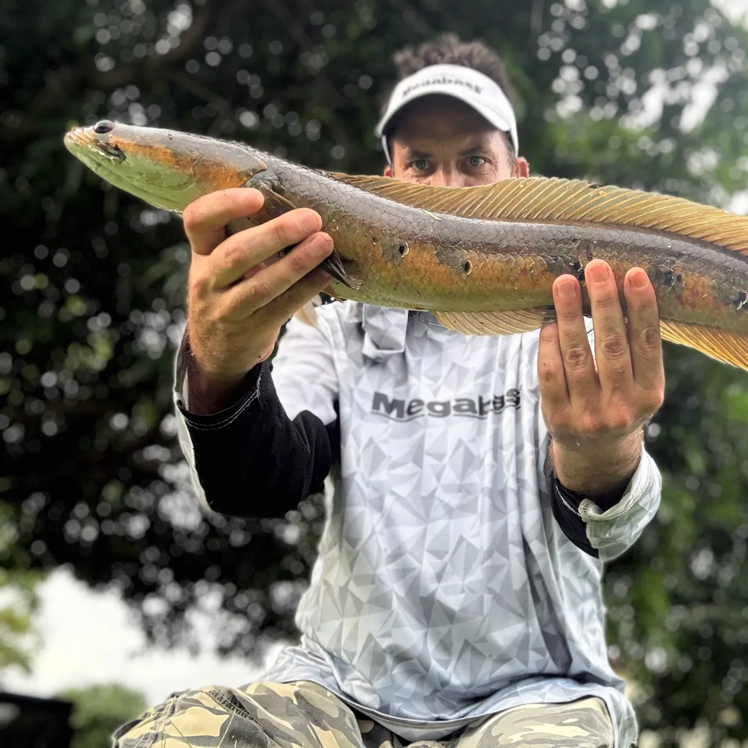 Bullseye snakehead caught on Fishbrain