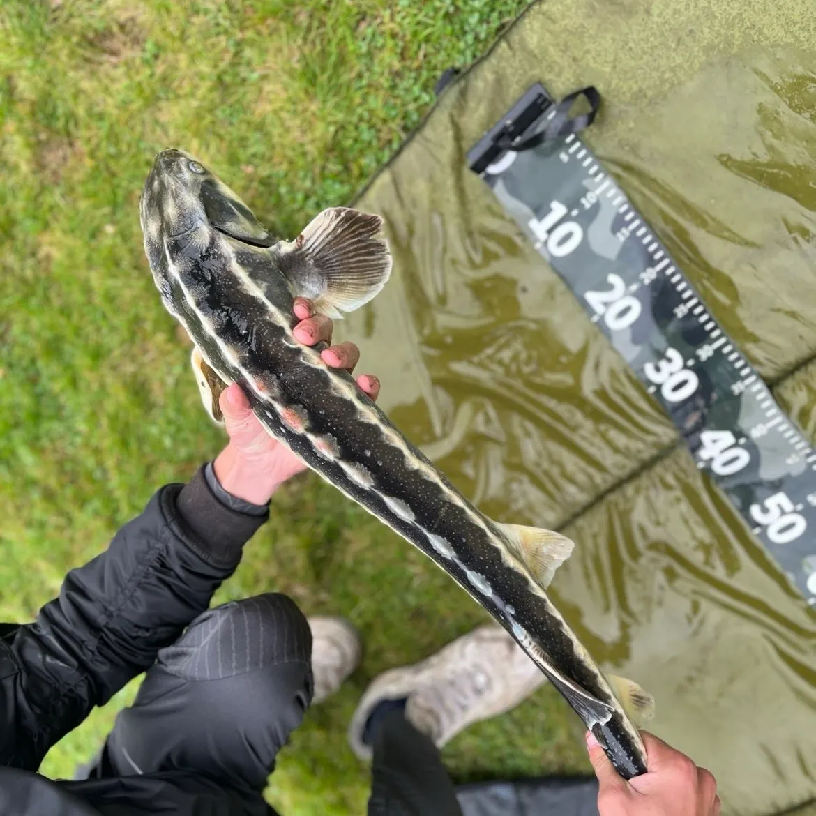 The most recent Russian sturgeon catches on Fishbrain