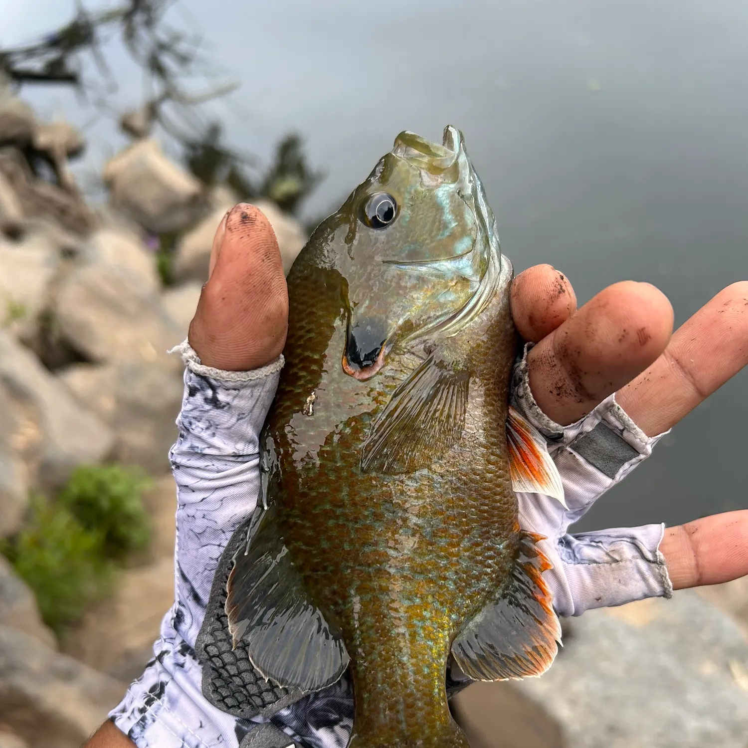 catch