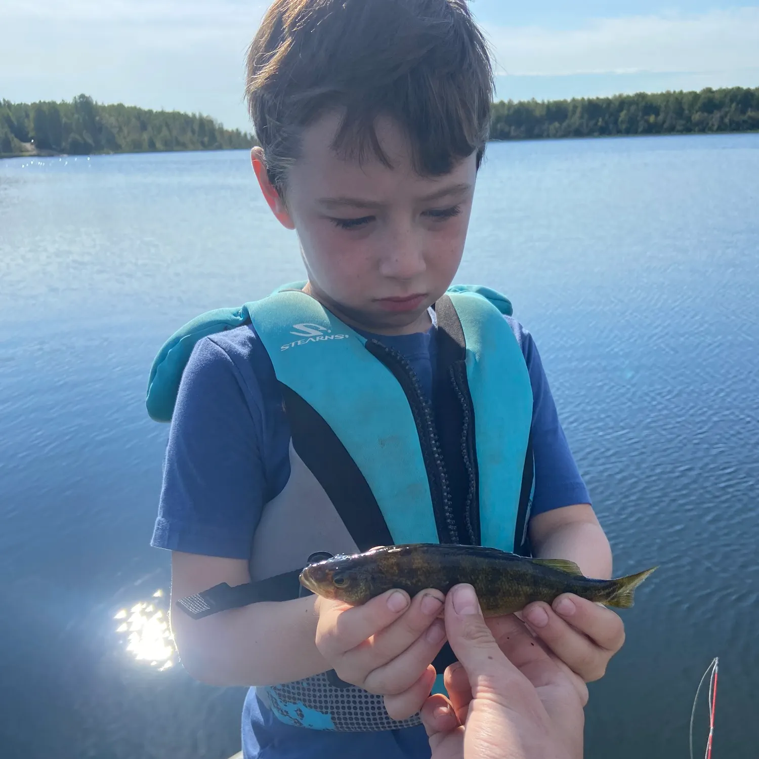 Yellow perch caught on Fishbrain