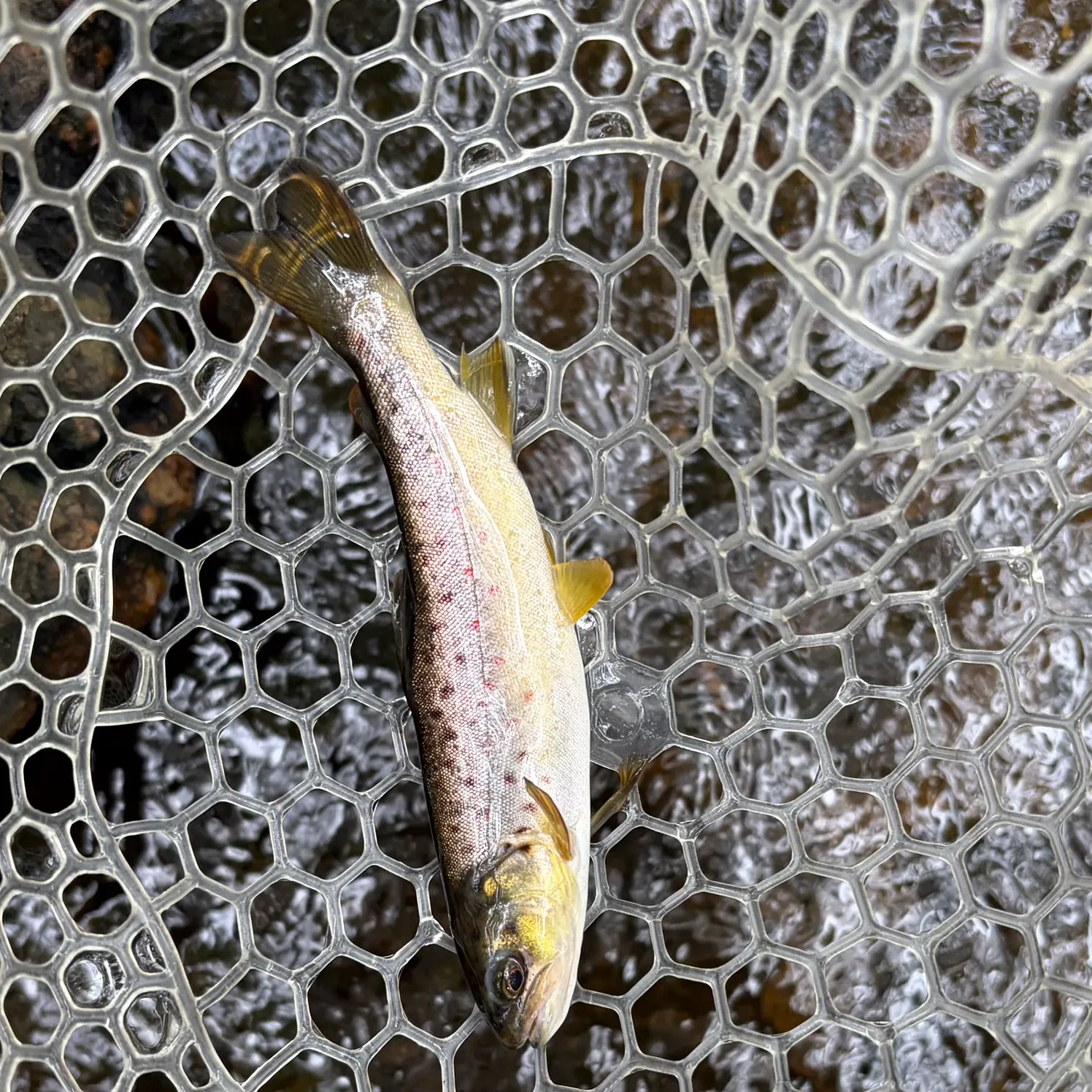 Brown trout caught on Fishbrain