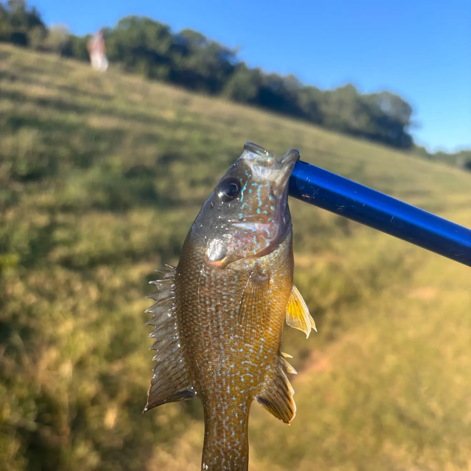 Green sunfish caught on Fishbrain