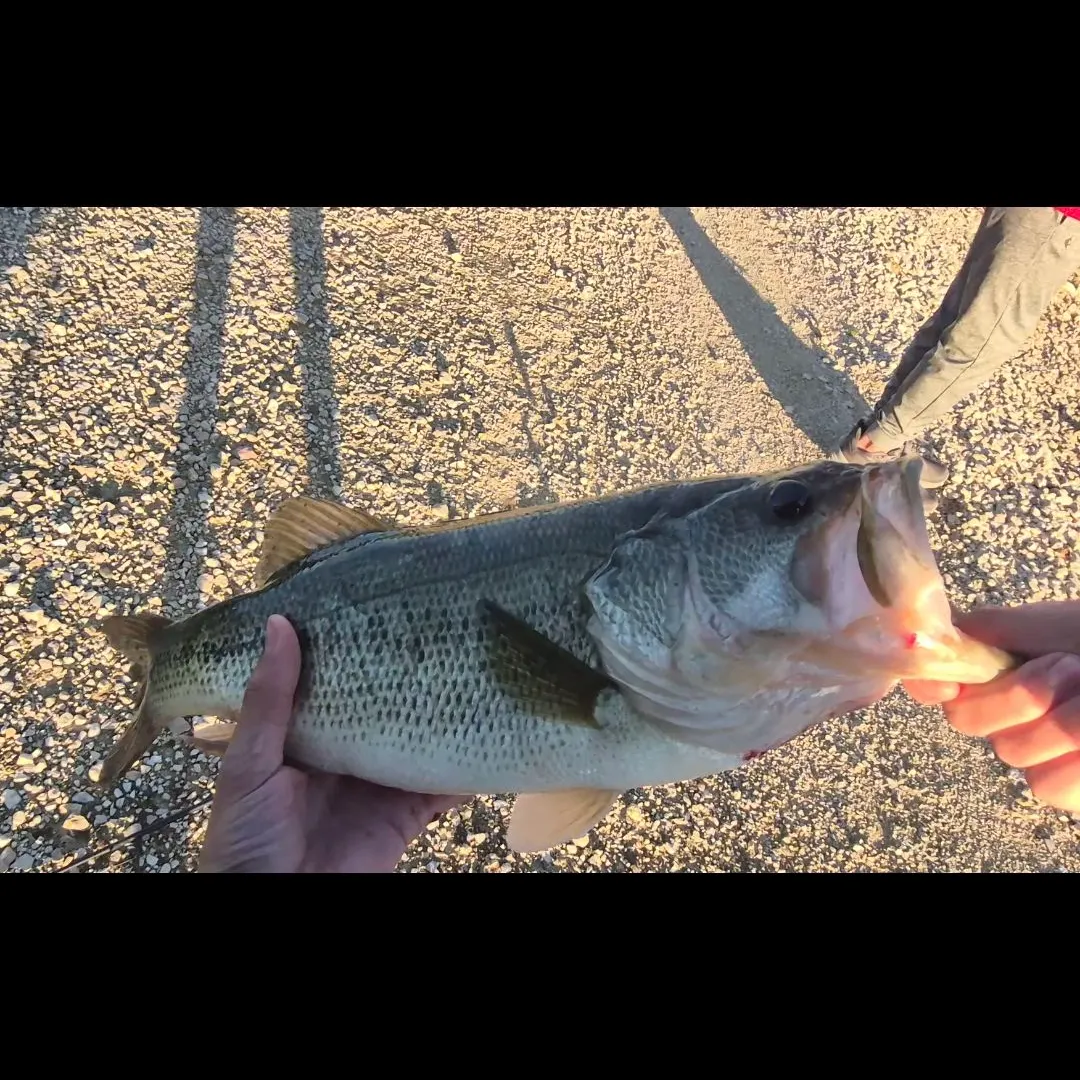 Largemouth bass caught on Fishbrain