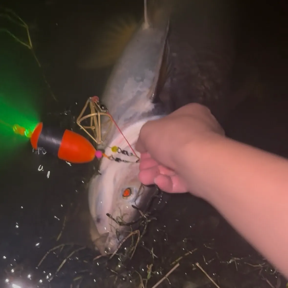 The most recent Mekong giant catfish catches on Fishbrain