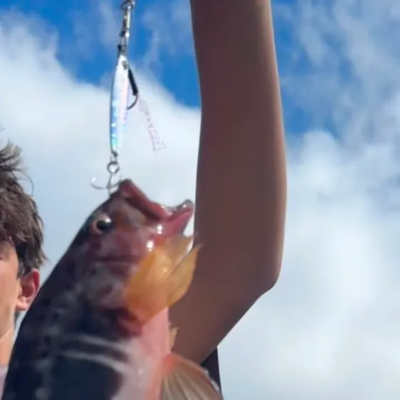 The most recent Rock hind catches on Fishbrain