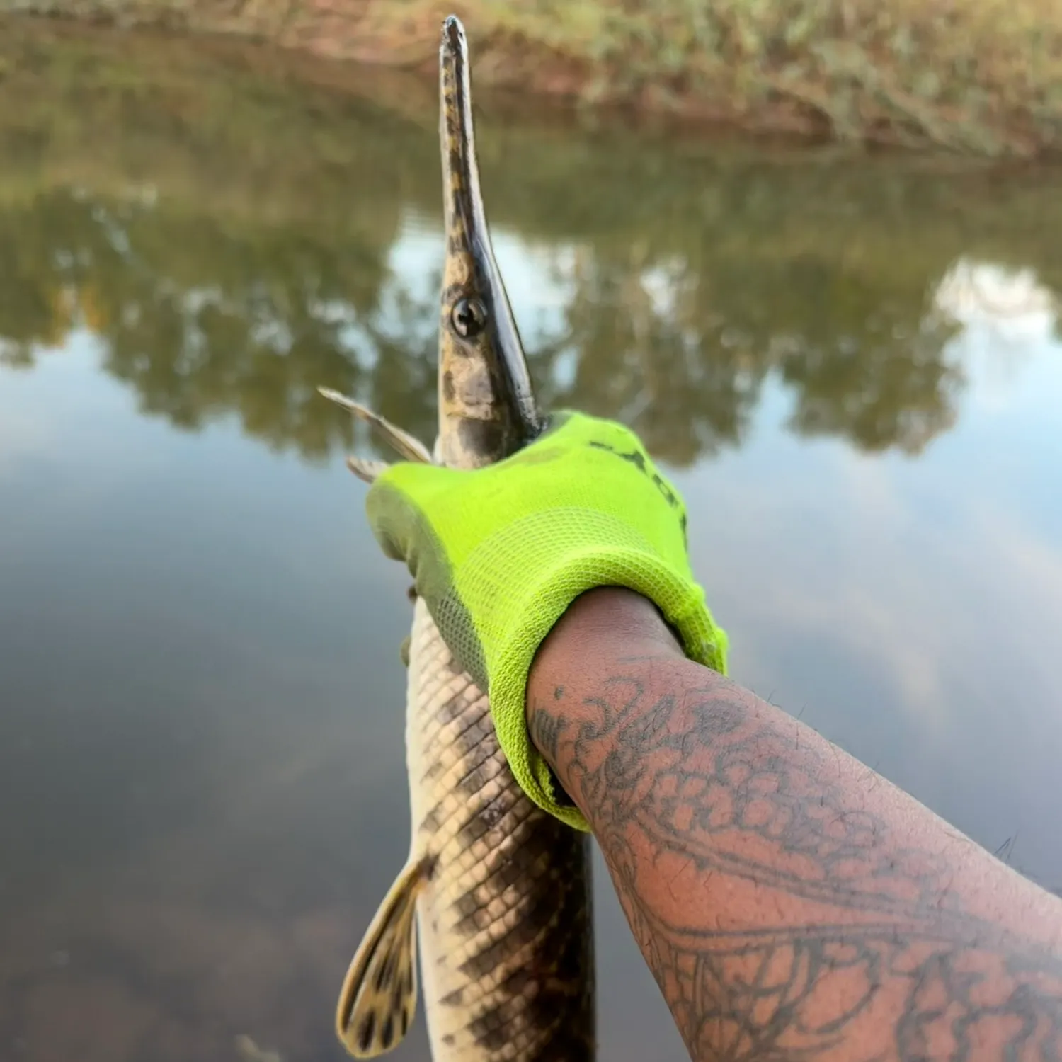 Spotted gar caught on Fishbrain