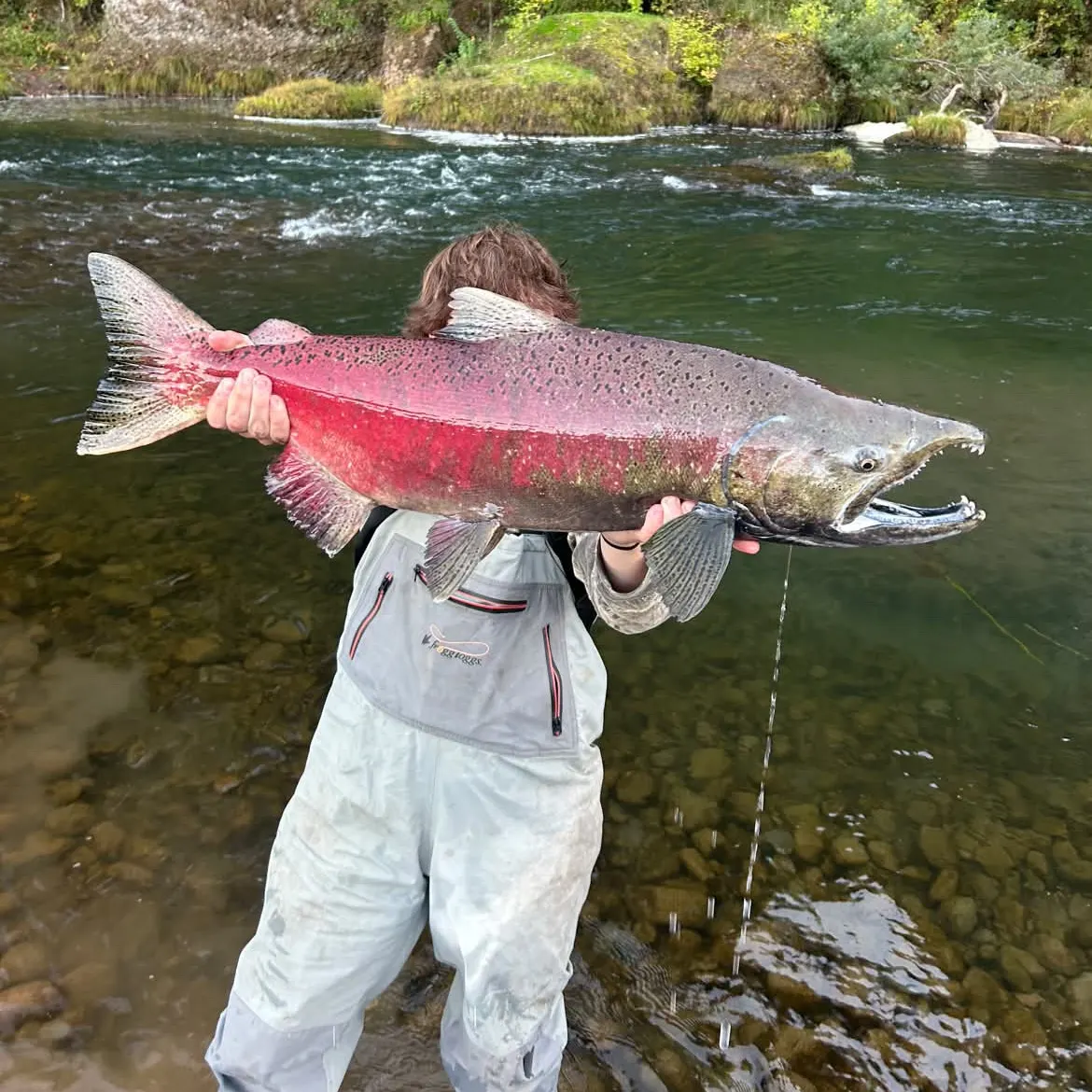 Chinook salmon caught on Fishbrain