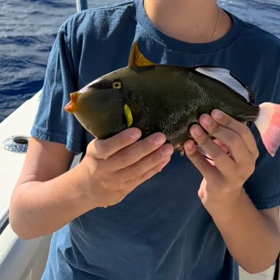 The most recent Pinktail triggerfish catches on Fishbrain