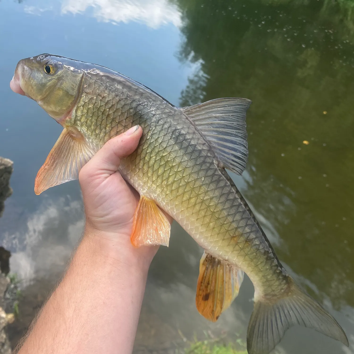 The most recent Golden redhorse catches on Fishbrain
