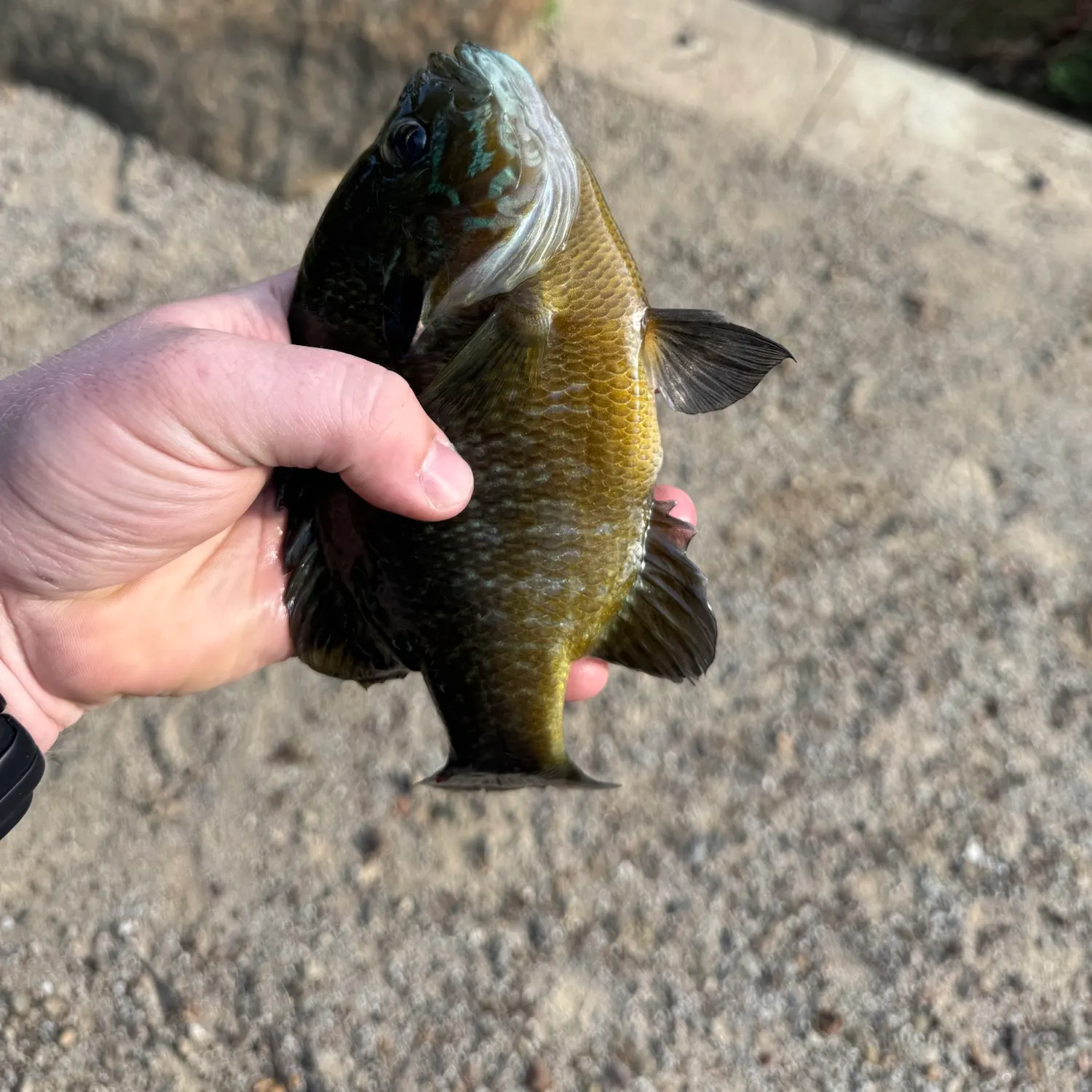 Pumpkinseed caught on Fishbrain