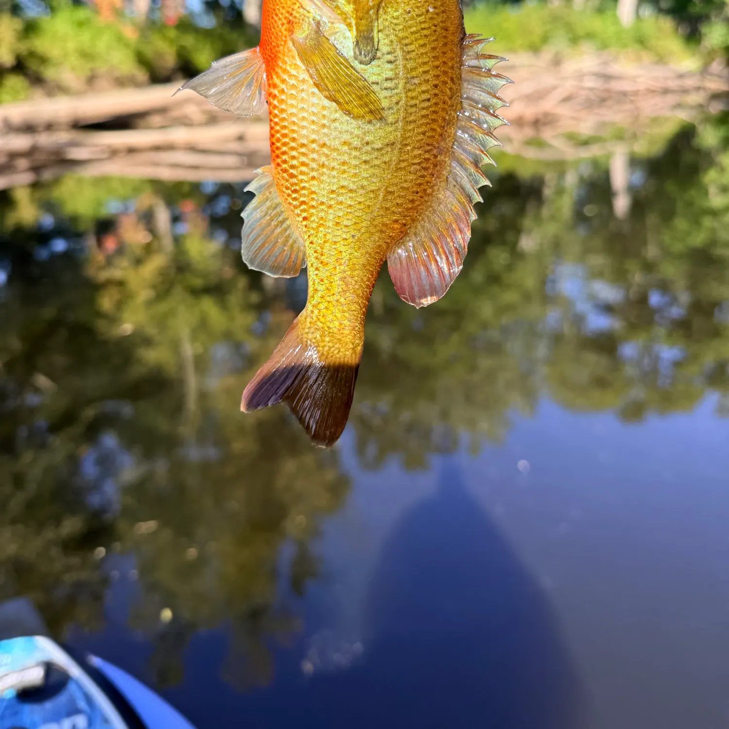 Redbreast sunfish caught on Fishbrain