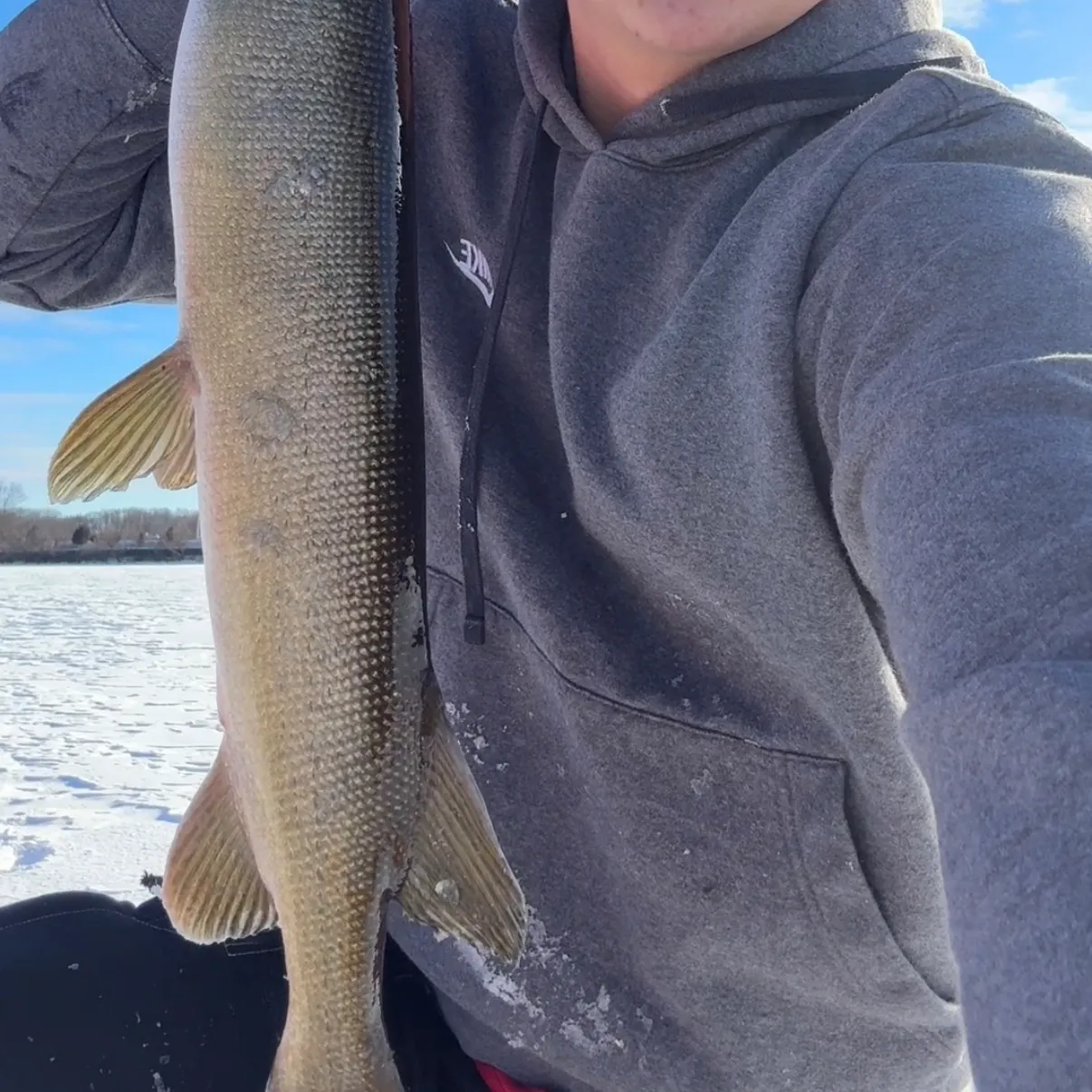 The most recent Silver pike catches on Fishbrain