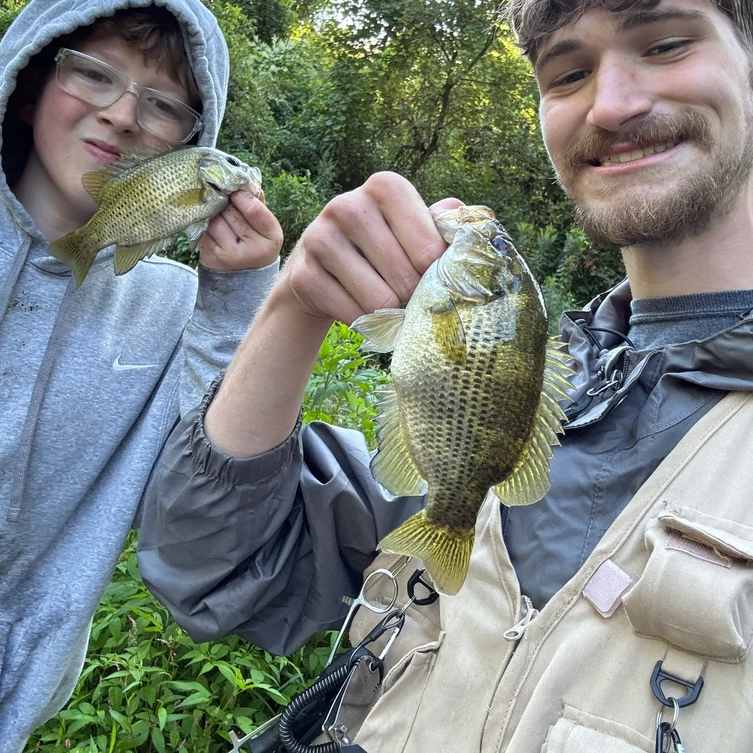 Rock bass caught on Fishbrain
