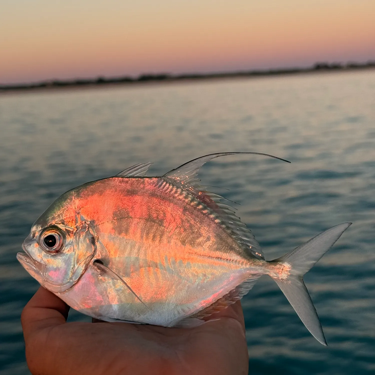 The most recent Bumpnose trevally catches on Fishbrain