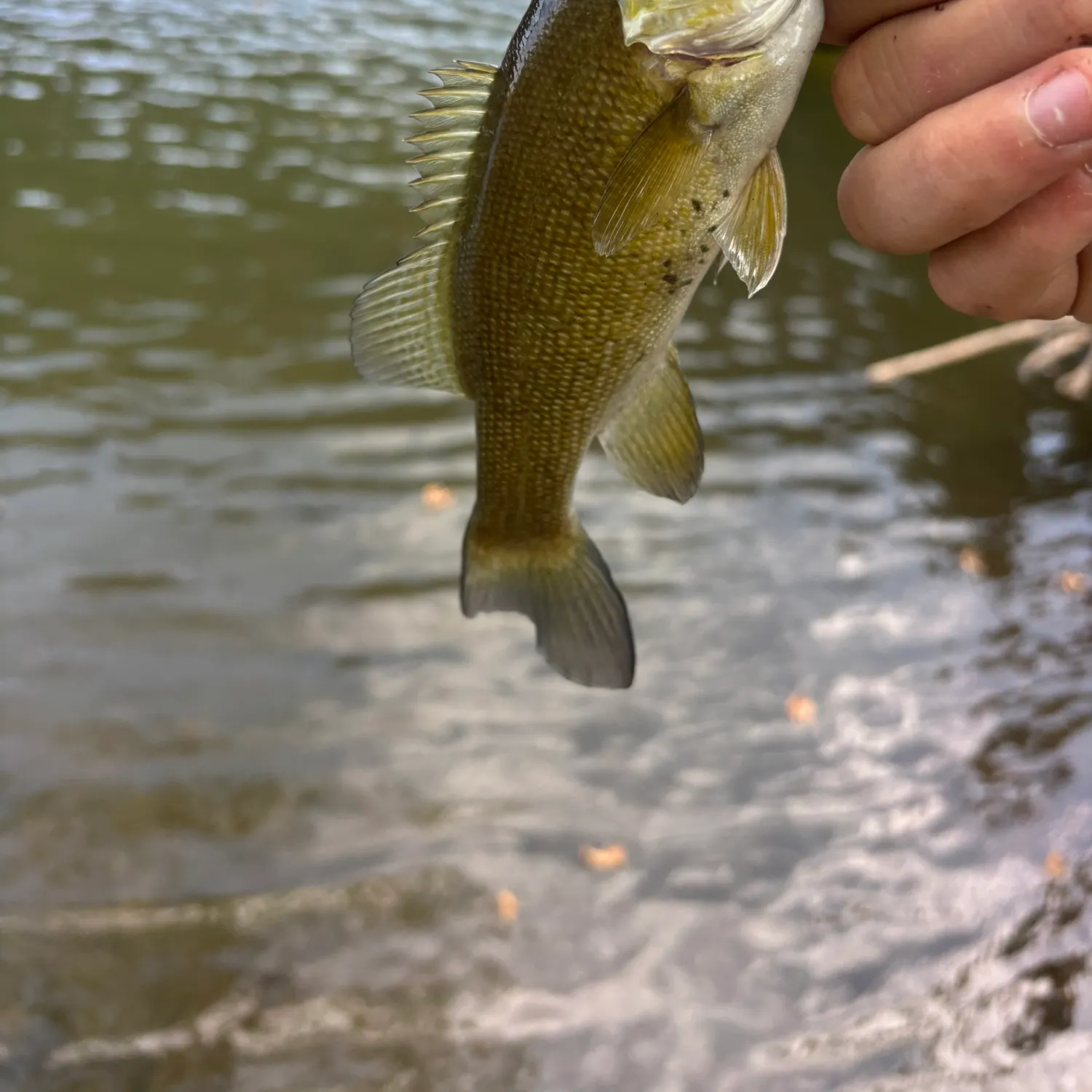 Smallmouth bass caught on Fishbrain