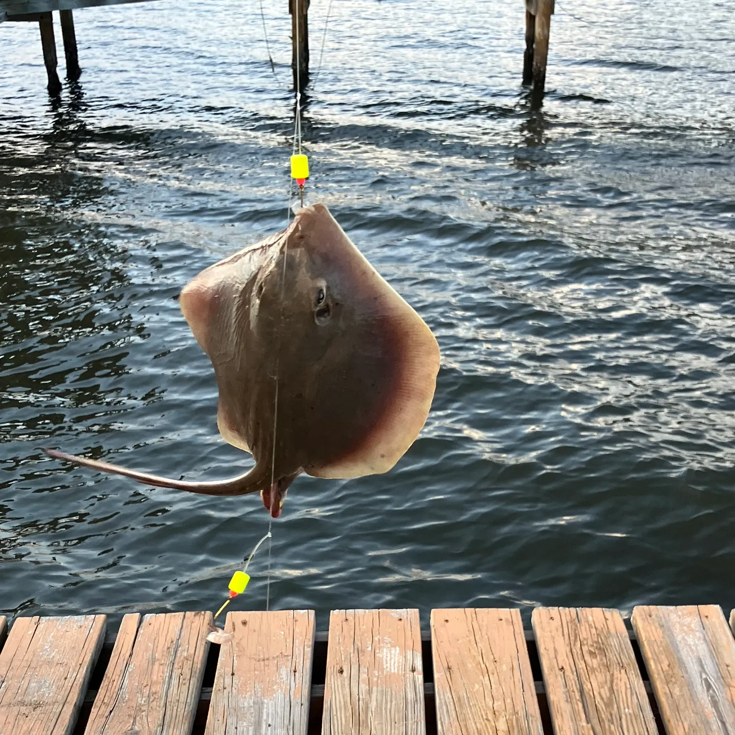 The most recent Atlantic stingray catches on Fishbrain