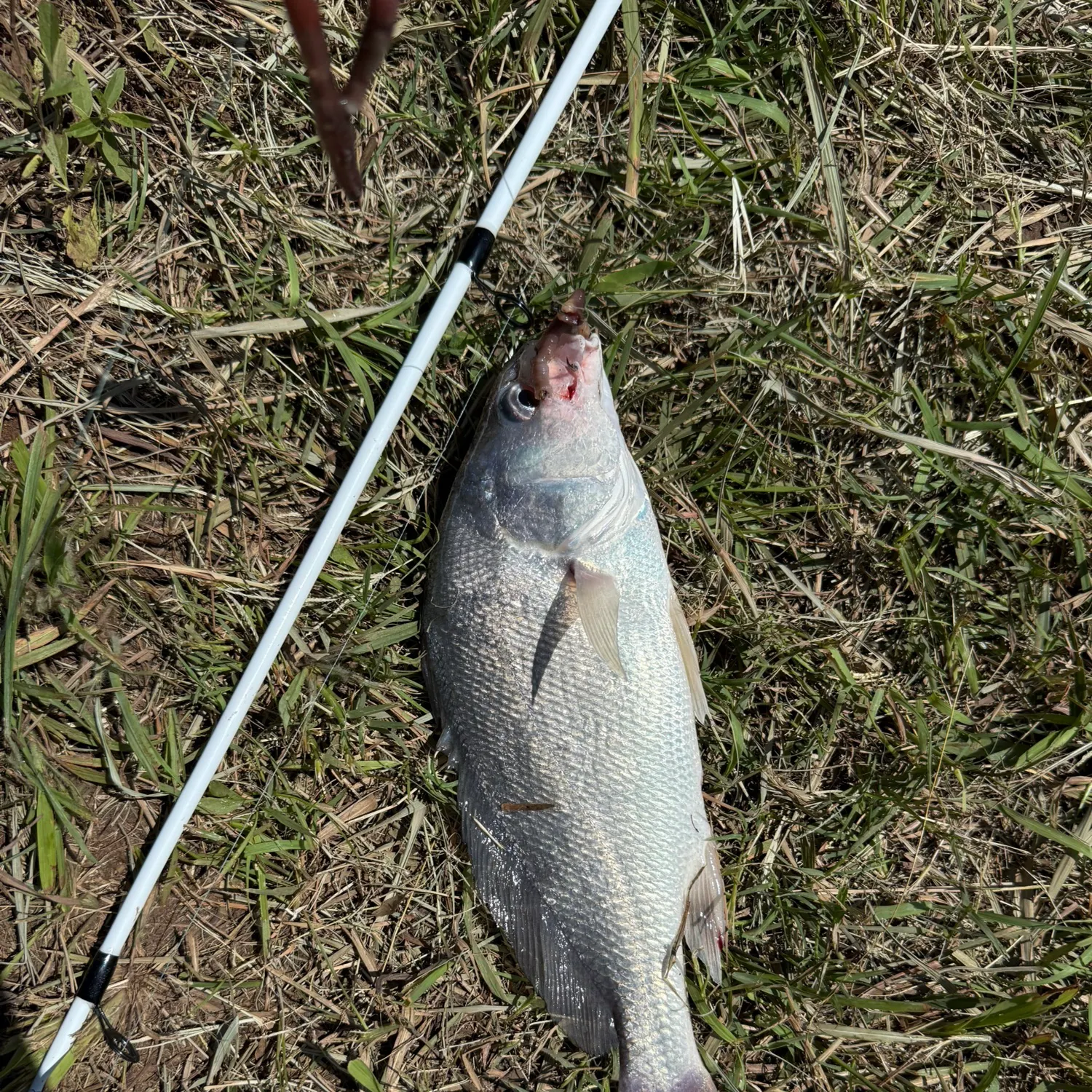 The most recent Freshwater drum catches on Fishbrain