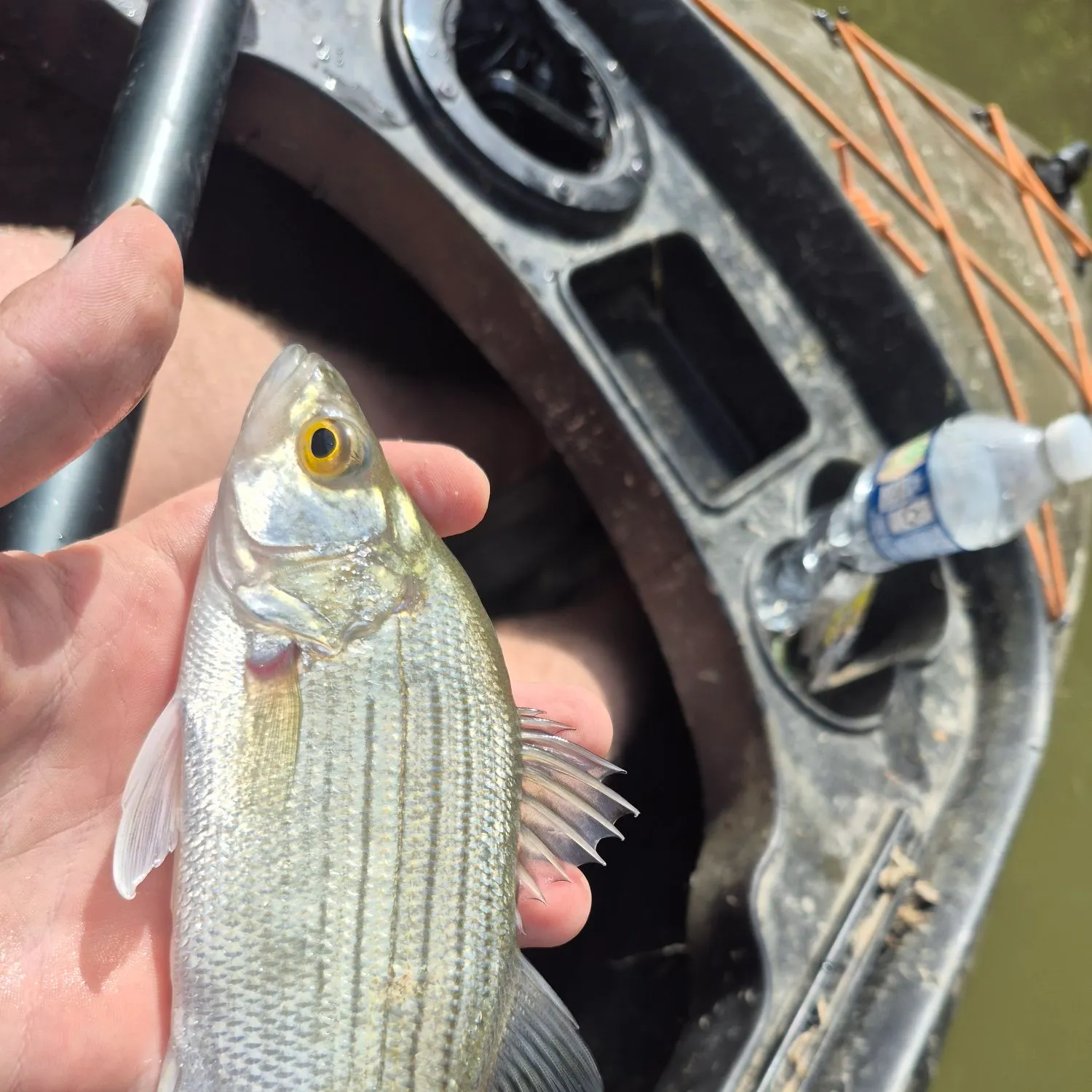 White bass caught on Fishbrain