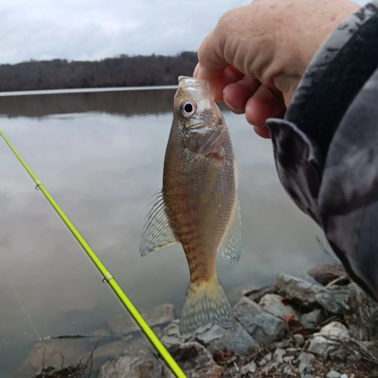 The most recent White crappie catches on Fishbrain
