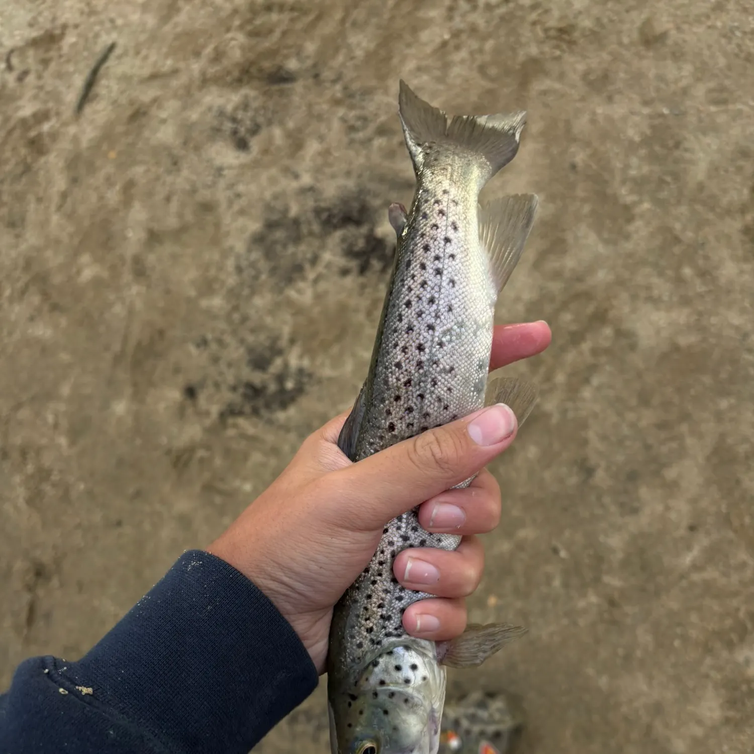 Brown trout caught on Fishbrain