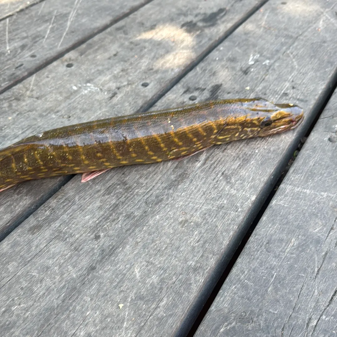 Northern pike caught on Fishbrain