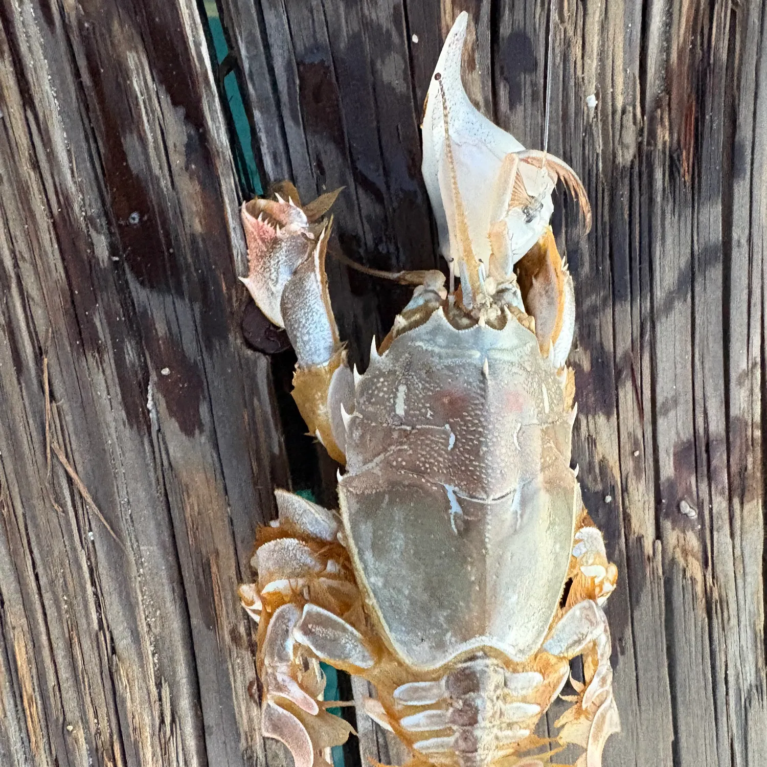 The most recent Alaskan king crab catches on Fishbrain