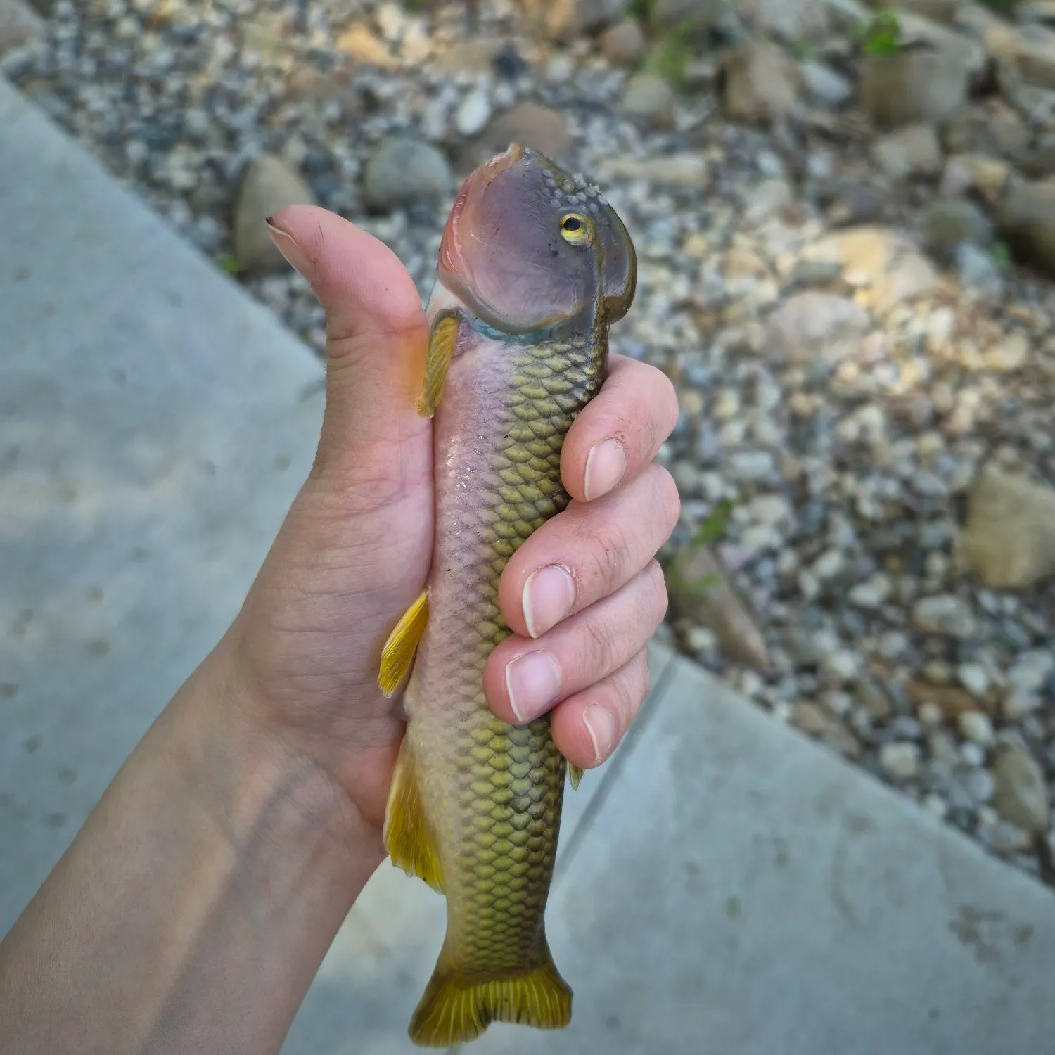 The most recent River chub catches on Fishbrain