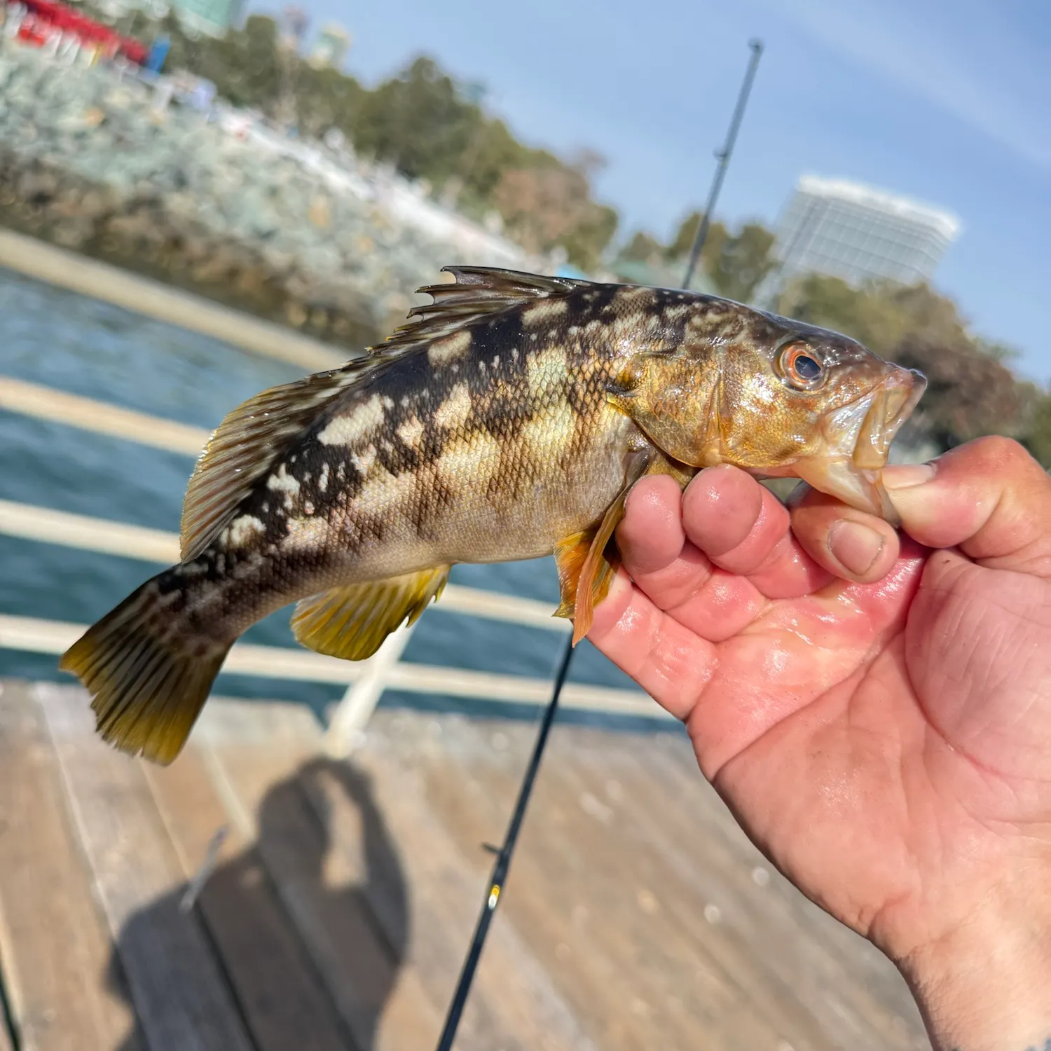 catch